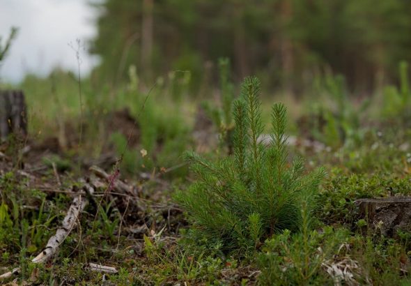 Close-up of a young evergreen plant amidst a forest clearing with natural background.
