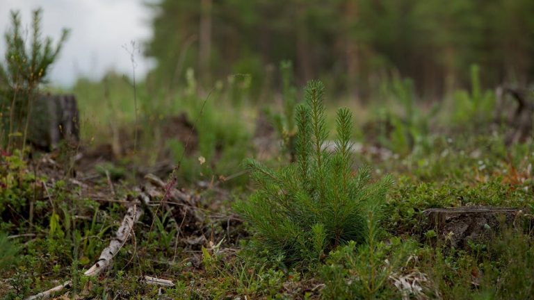 Close-up of a young evergreen plant amidst a forest clearing with natural background.