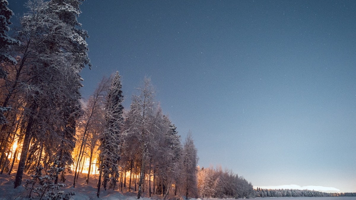 trees covered with snow under blue sky during daytime